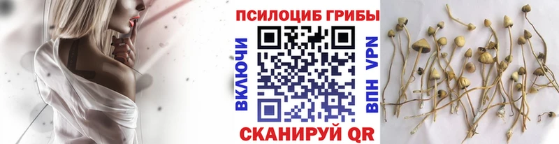 Псилоцибиновые грибы Cubensis  Купить закладки  Краснослободск 